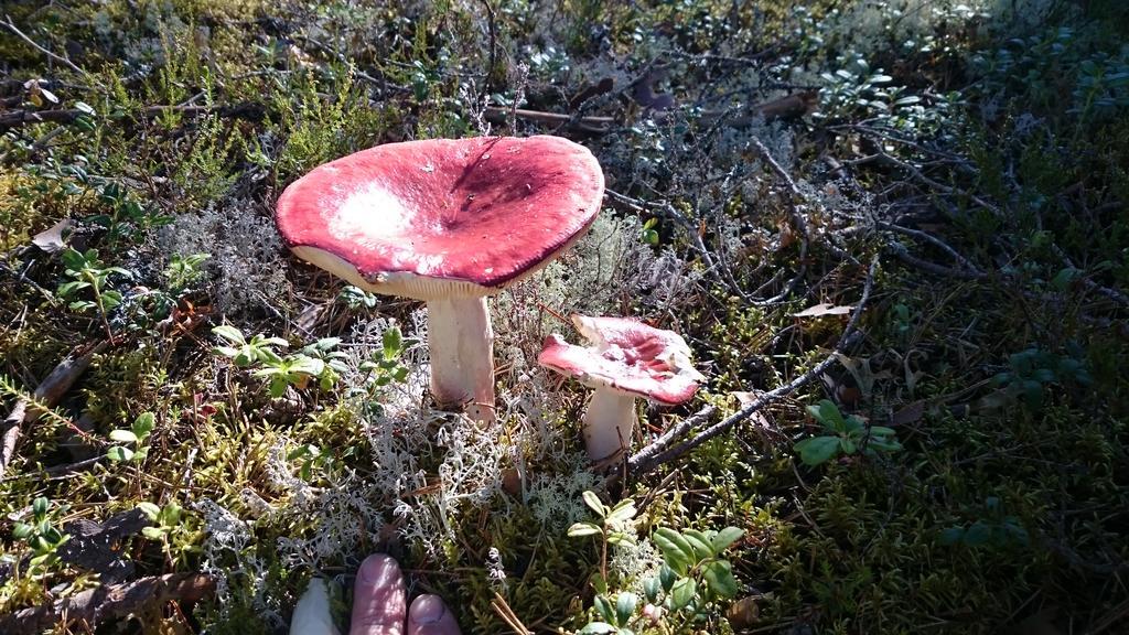 GustavsstromVakantiehuis Lillstugan I Sverige别墅 外观 照片